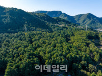 대전 도심속 비밀의 숲엔 산림녹화 영웅의 흔적이 있었다