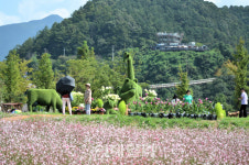 개막 보름만에 6만명 넘게 찾은 포천 한탄강 가든 페스타