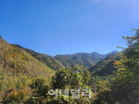 30년전 시범조림한 자작나무, 명품숲 되자 경북 영양 ‘들썩’