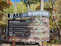30년전 시범조림한 자작나무, 명품숲 되자 경북 영양 ‘들썩’