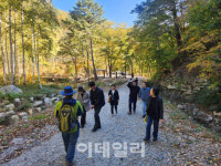 30년전 시범조림한 자작나무, 명품숲 되자 경북 영양 ‘들썩’