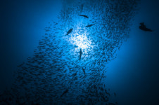 바닷속 무궁무진 생물자원…바이오 기술로 재탄생한다면[파도타기]