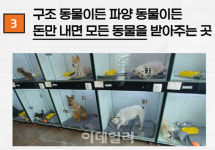 “120만원 멤버십 권하는 유기동물 보호소”…‘신종펫샵’ 주의보[댕냥구조대]