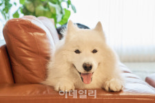 견주의 삶이 이런거였다니…마냥 행복하진 않았던 극한견주[툰터뷰]