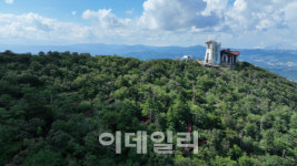 韓민족과 함께 한 천년주목, 생태숲으로 1000년 번영