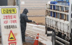 오리농장 고병원성 AI ‘비상’…담양서 전국 27번째 사례