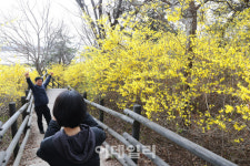 [포토]개나리와 함께 봄 추억