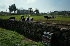 “3대째 ‘자유방목’ 가치 이어가…낙농업계 ‘오설록’ 되고파”