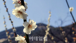 [여행]물소리 따라 봄빛 따라, 섬진강을 걷다