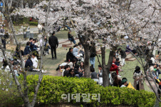 우리 동네 벚꽃 명소 찾고싶다면? 당근에 다있다