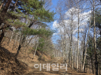 5대에 걸친 잣나무 사랑…대한민국 숲의 역사가 되다