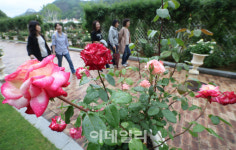 [포토]에버랜드 장미축제 개막
