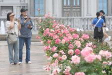 [포토]5월의 여왕 장미가 찾아왔어요~
