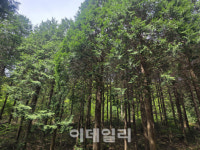 3대가 만들어가는 임업 강국의 꿈…전남 순천서 꽃 피운다