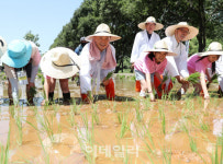 [포토] 강남구, 친환경 전통 모내기