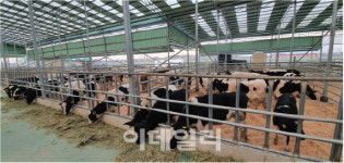 폭염에 우유 생산량 감소폭 2배↑…유업계·마트 예의주시