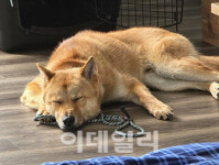 韓 개농장서 구조된 진돗개들, 캐나다 반려견 됐다