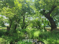 주민이 지켜온 고창 하고리 삼태마을숲 천연기념물 됐다