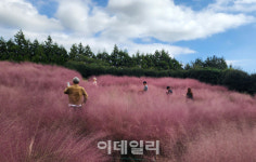 [포토]가을하늘과 핑크뮬리