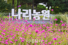 성큼 다가온 가을, 울긋불긋 물든 경기도 가을꽃 명소
