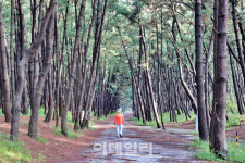 안면 알수록 빠져드는 노을길을 걷다