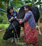 [포토] 헤퍼코리아, 네팔로 보낸 한국형 젖소…축산디지털 전환 성공