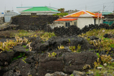 너도나도 다 해외로 나가네요…제주 민박 사장들 날벼락