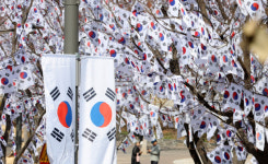 [포토]3ㆍ1절 앞두고 활짝핀 태극기 꽃