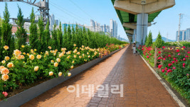 [포토] 금천구, 안양천 꽃길 조성
