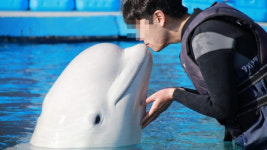 잇단 돌고래 폐사 거제씨월드, 벨루가 재수출 불허에 소송