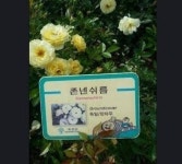 싫은 사람에게 주는 꽃 너무 노골적인 것 아냐?