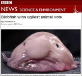 가장 못생긴 동물 1위, 멸종 위기에 처한 블롬피쉬