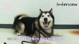 오로라 공주 떡대 출연료, 알고 보니… 개가 사람보다 나아!