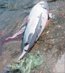 “시화호에 돌고래가 산다”… 멸종위기 ‘상괭이’