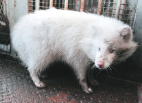 [휴지통]흰 너구리 발견… “후천적 백화현상”