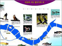 재두루미 황쏘가리… “반갑다 한강의 친구들”