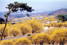 [수도권/테마기행]이천-양평 산수유 꽃 축제