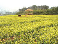 [수도권]파주 유채꽃밭 인기 만발