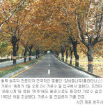 [충북]청주시민단체 3일 ‘플라타너스 길’ 보호 이벤트