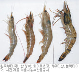 [지금이 제철!]깊은 바다서 잡는 사우디산 대하