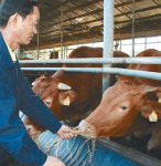 [수도권] ‘지플러스 미트’ 선정된 양평 개군한우
