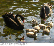 [대전/충남]서대전공원 고니 한쌍 새끼 7마리나 낳았네