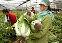 [수도권]“무공해 김장배추 직접 키웠어요”