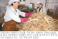 [인천/경기]‘강화 인삼’ 명성의 뿌리 살아난다