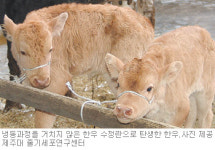 [제주]한우 비동결 수정란 생명연장 성공