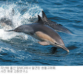 [부산/경남]울산 ‘고래 관광사업’ 줄 잇는다