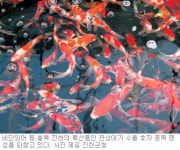[충북]충북 진천 “역시! 관상어가 수출 효자”