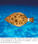 [제주]‘백년초 광어’ 일본인 입맛 사로잡다