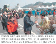 [충북]옥천 묘목축제 “감나무 무료로 드려요”