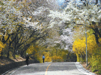 [수도권]남산으로 벚꽃구경 오세요